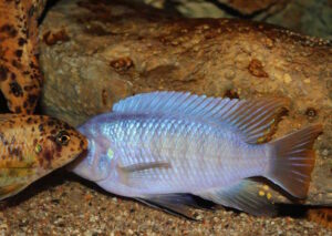 Labeotropheus fuelleborni 'Chimwalani Reef'